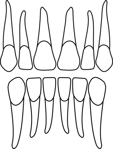 Dents Dentaires Illustration Vectorielle — Image vectorielle