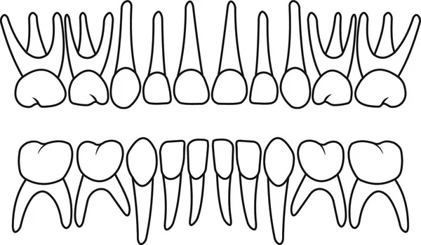 Zahnärztliche Zähne Vektor Illustration — Stockvektor