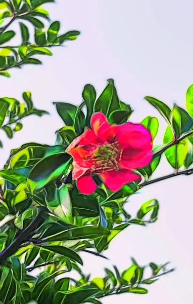 Fraktale Kunst Granatapfelbaum Mit Grünen Blättern Und Früchten Der Natur — Stockvektor