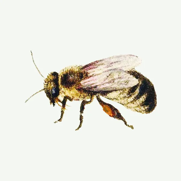 Bee Vintage Vector Illustration — Image vectorielle