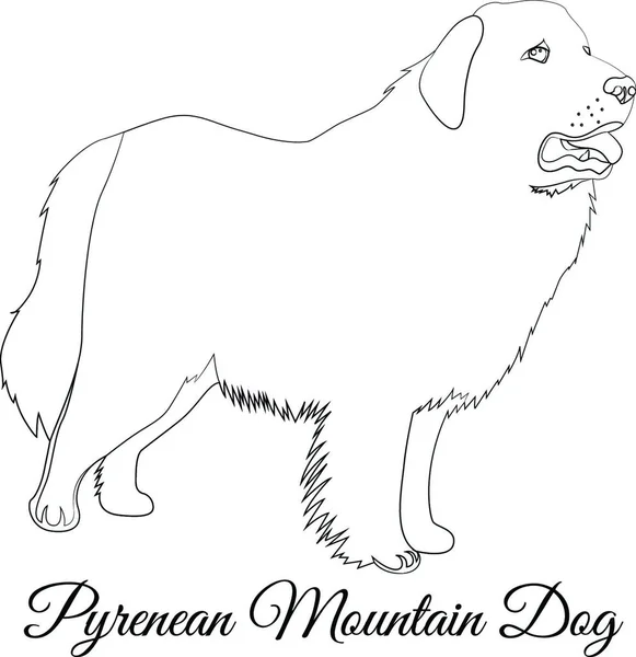偉大なピレネー犬の概要 ベクトル彩色 — ストックベクタ