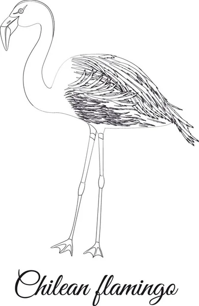 Chilean Flamingo Outline Type Bird Vector Coloring — ストックベクタ