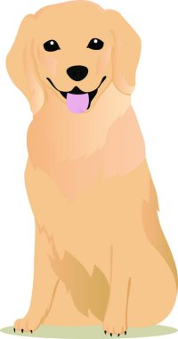 Golden retriever vektör çizimi