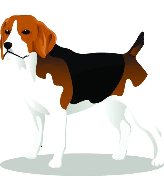 Beagle Cartoon Hond Vector Illustratie — Stockvector