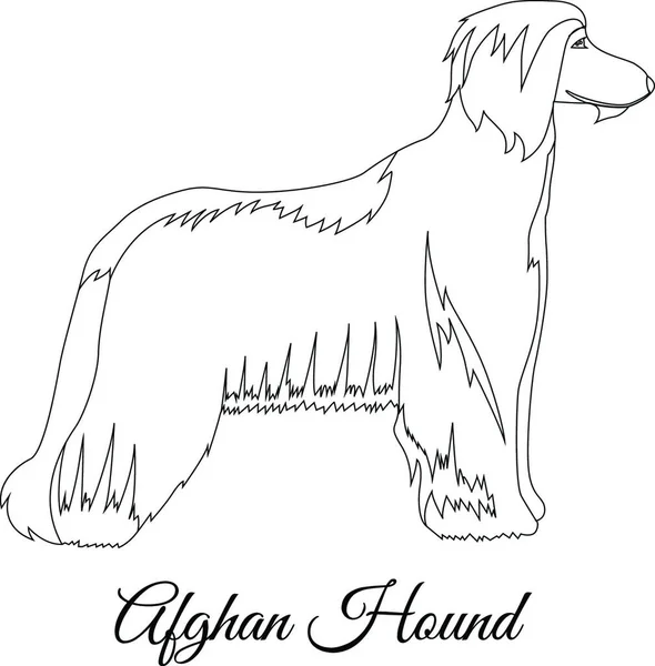 Afghan Hound Outline Vector Illustration — Stock Vector