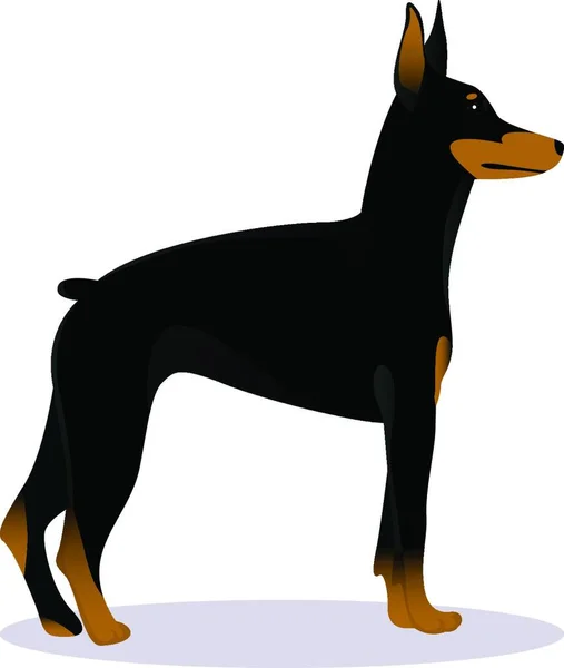 Dobermann Pinscher Hundevektor Illustration — Stockvektor