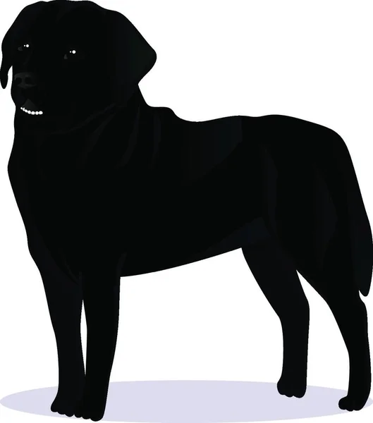 Labrador Retriever Köpek Vektör Çizimi — Stok Vektör