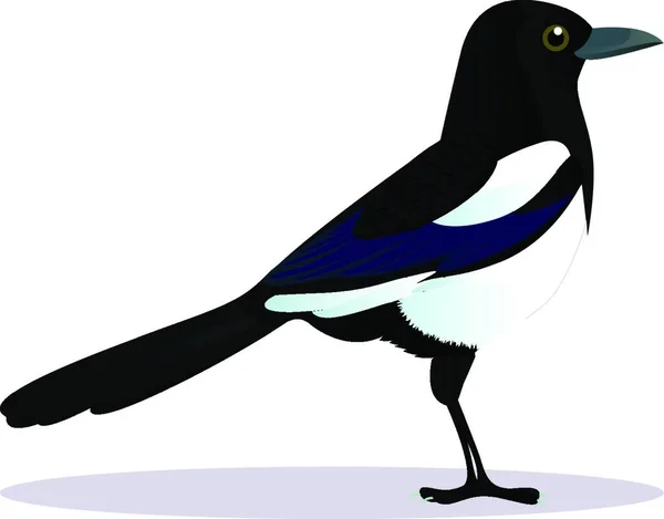 Oiseau Pie Illustration Vectorielle Colorée — Image vectorielle