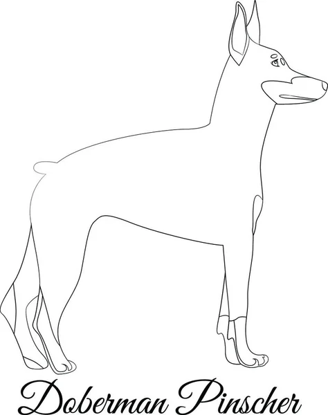 Собачья Очертания Добермана Пинчера — стоковый вектор
