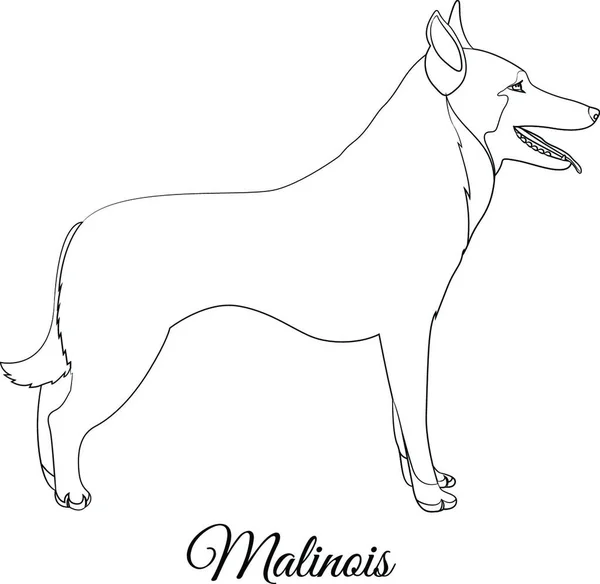 Malinois Cartoon Dog Outline Vector Illustration — Stock Vector