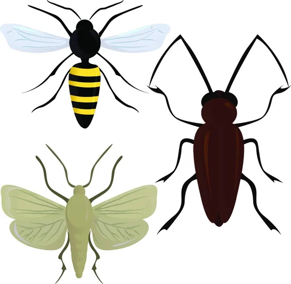Hmyz Barevná Vektorová Ilustrace — Stockový vektor