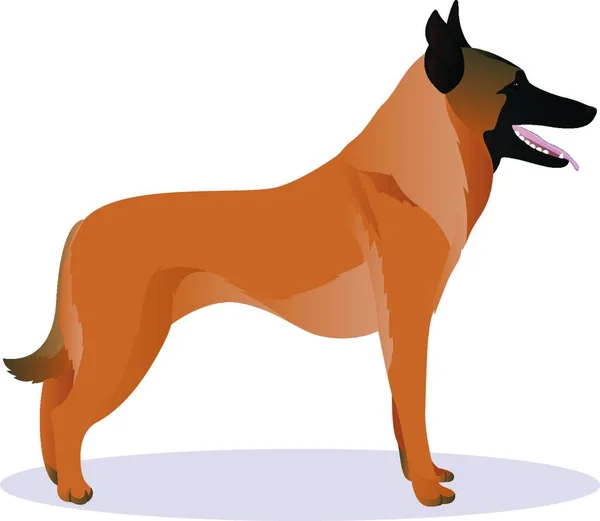 Malinois Zeichentrickfilm Dog Vector Illustration — Stockvektor