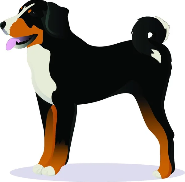 Appenzeller Sennenhund Dog Vektor Illustration — Stockvektor