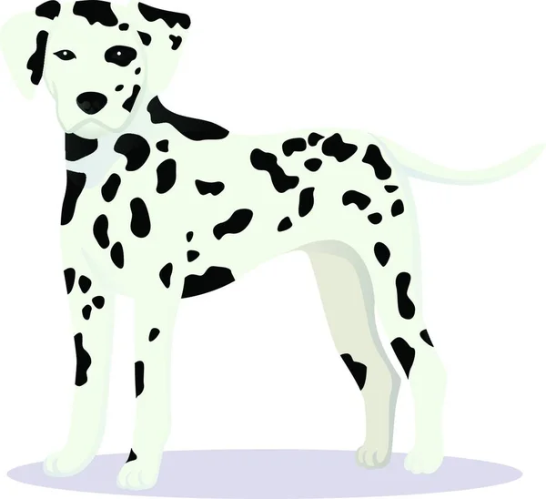 ダルマチアの犬のベクトルイラスト — ストックベクタ