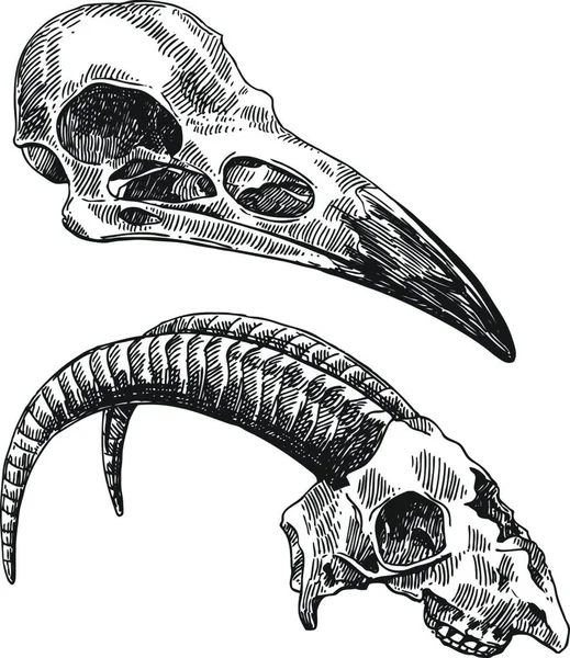 Illustration Animal Skulls Vector Illustration — Stock Vector