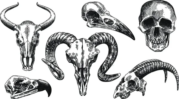 Ilustración Cráneo Animal Vector — Archivo Imágenes Vectoriales
