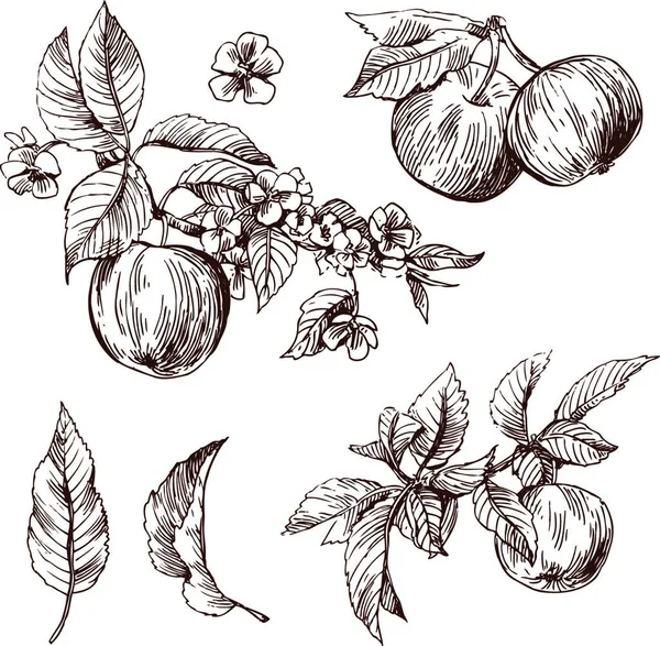 Croquis Pommes Illustration Vectorielle — Image vectorielle
