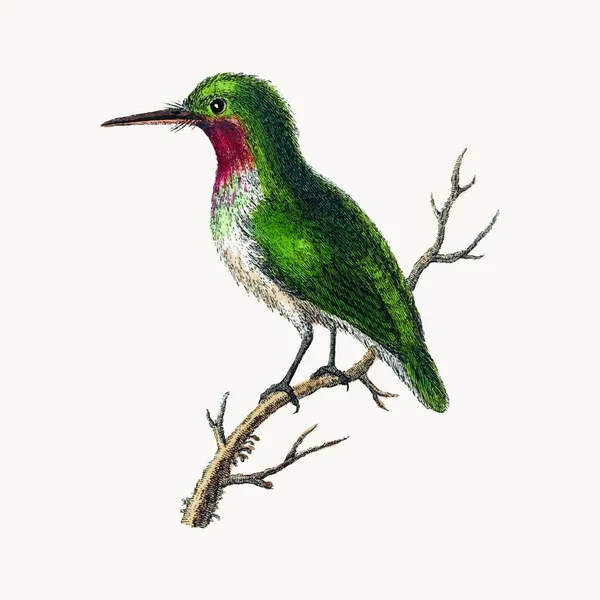 Schattige Vogel Vector Illustratie — Stockvector