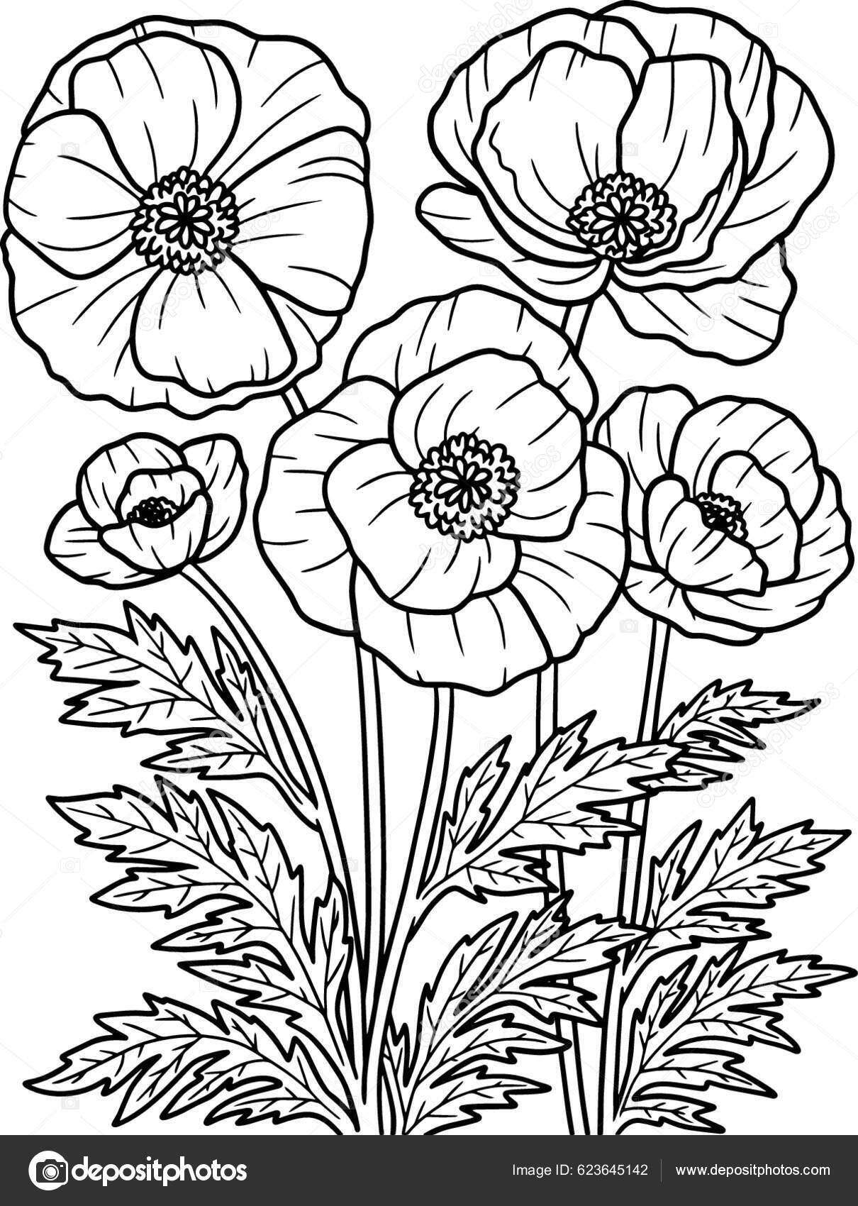 Corn Poppy Flower Coloring Page Adults Stock Vector by ©YAY_Images ...