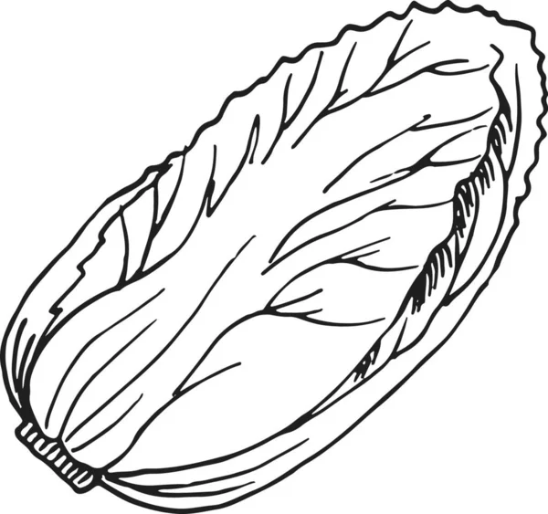 Ganhou Sketch Bok Salada Repolho Napa Vegetal — Vetor de Stock