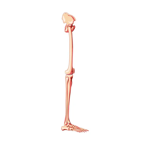 Pelve Humana Com Pernas Esqueleto Vista Lateral Com Osso Quadril — Vetor de Stock