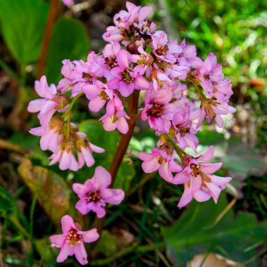 Bergenia crassifolia bitkisi. Domuz gıcırtısı bitkisi. Deri bergenia bitkisi. Pembe çiçekler çiçek açar..