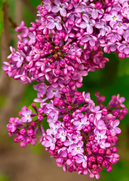 Весенний Цветок Цветок Шприца Цветок Сирени Садовый Цветок — стоковое фото