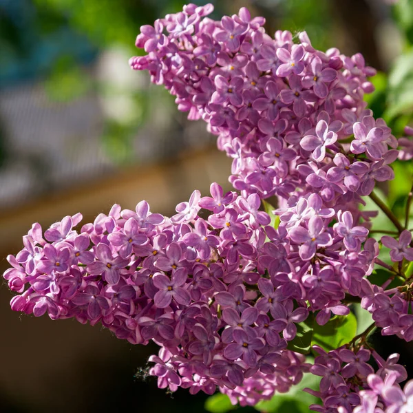 Spring Bloom Syringa Flower Lilac Flower Garden Bloom — Stock Photo, Image