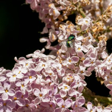Leylak çiçeğiyle uçmak. Şırınga çiçeği.