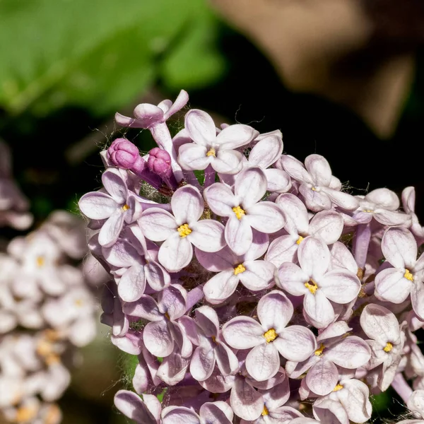 Syringa Flower Lilac Flower — Stock Photo, Image