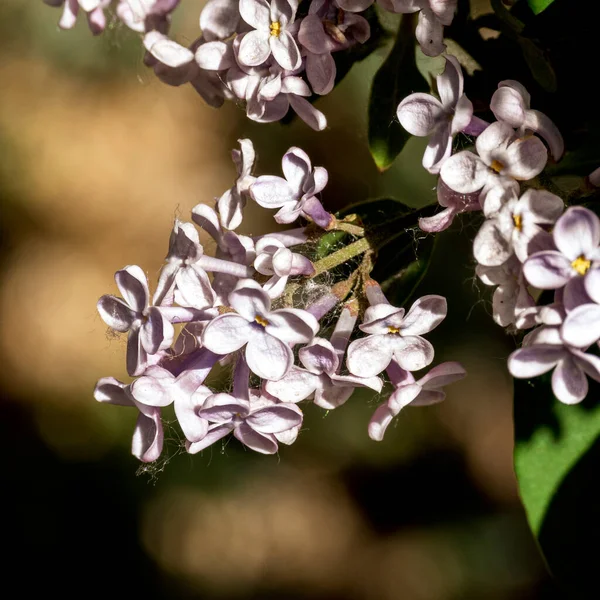 Syringa Blomma Lilacblomma — Stockfoto