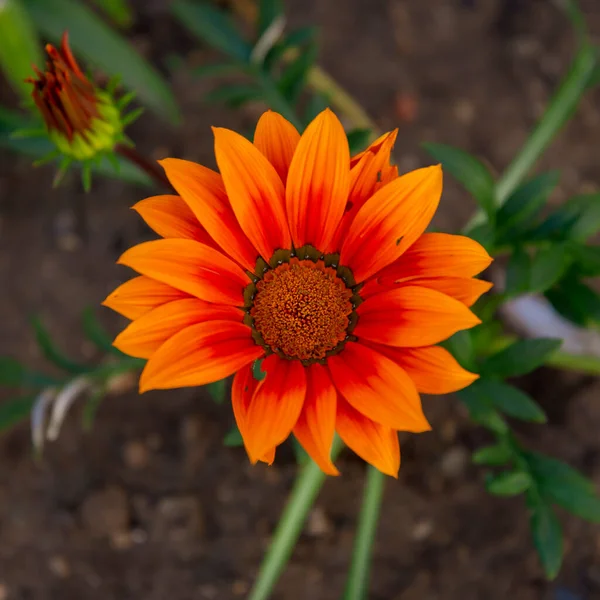 stock image Gazania rigens, African daisy