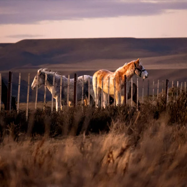 Eine Herde Pferde Bei Sonnenuntergang Der Patagonischen Steppe Argentinien — Stockfoto