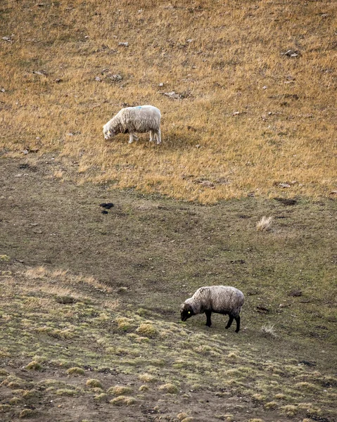 Ovce Patagonské Stepi Argentina — Stock fotografie