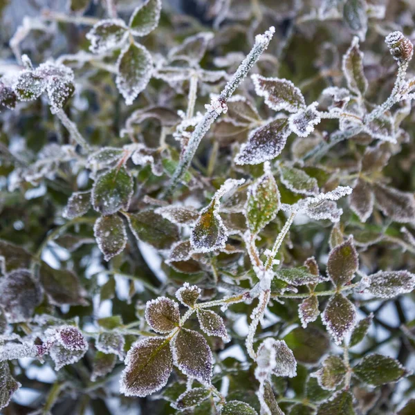 frozen plants on a tree in winter. Frozen leaves