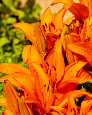 Lilium bulbiferum, azucena anaranjada, turuncu zambak