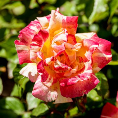 Bahçedeki güzel güller