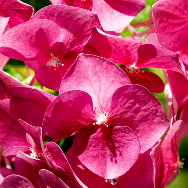 Pink Orchid Flower Summer Garden Orquidea Rosa — Stock Photo, Image