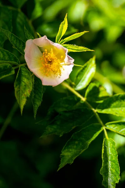 Primo Piano Una Rosa Bianca Sempreverde Giardino Rosa Sempervirens — Foto Stock