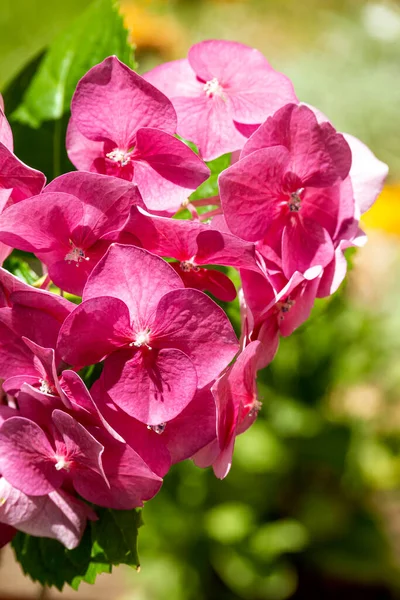 Розовый Цветок Орхидеи Летнем Саду Оркидея Мбаппе — стоковое фото