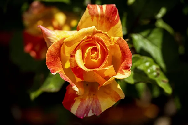 Bellissimo Fiore Rosa Rosso Arancione — Foto Stock