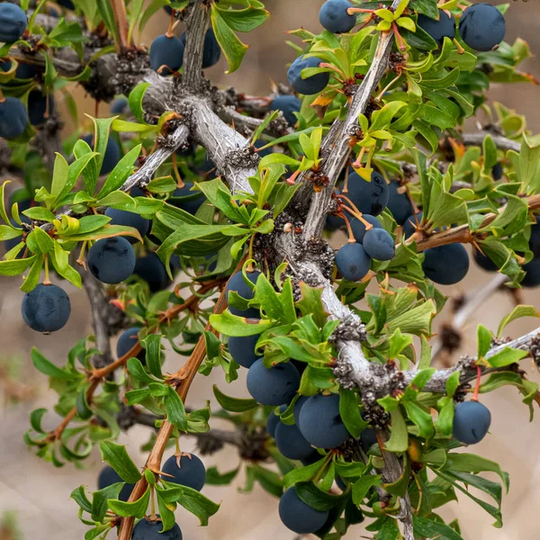 blueberries on a bush. Calafate plant.