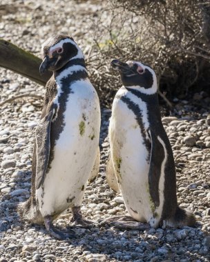 Çalıların üzerinde duran bir çift penguen. Macellan pengueni.