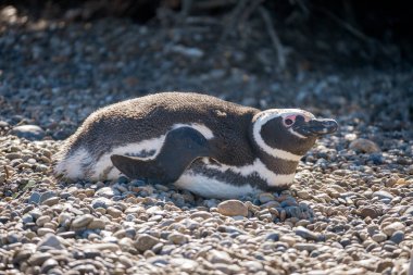 Macellan pengueni çalıların üzerinde yuvasında yatıyor..