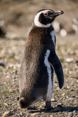Macellan pengueni sahilde duruyor..