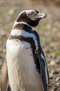 Macellan pengueni sahilde duruyor..
