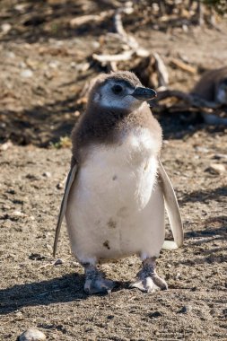 Sahilde bir bebek penguen portresi. Macellan pengueni.