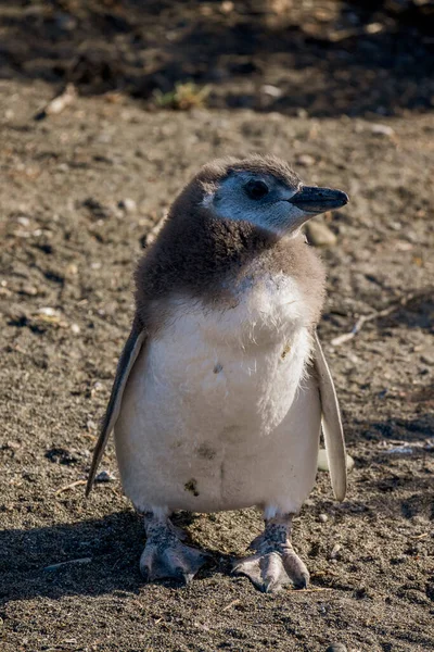 Sahilde bir bebek penguen portresi. Macellan pengueni.