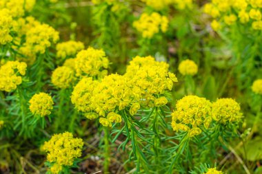 Odaklanmış hayat veren sarı ve yeşil selvi çiçekleri yalıtılmış doğada makro.