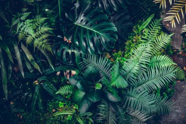 Yaratıcı doğa geçmişi, yeşil arka plan kavramları. Tropikal palmiye yaprakları, orman yaprağı, karanlık doğa kavramı, tropikal yaprak..